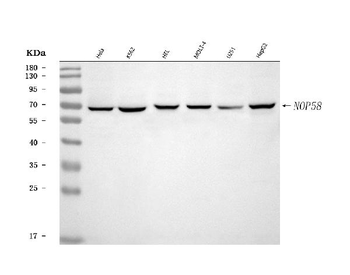 Anti-NOP58 Antibody