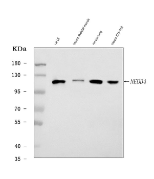 Anti-Nedd4 Antibody