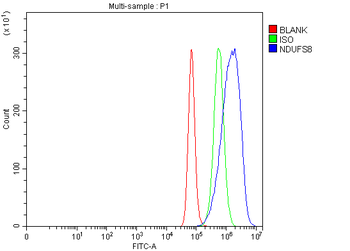 Anti-NDUFS8 Antibody