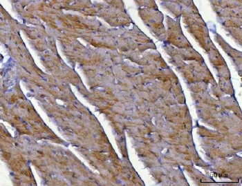 Anti-NDUFS8 Antibody