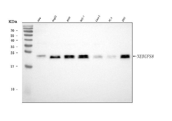 Anti-NDUFS8 Antibody