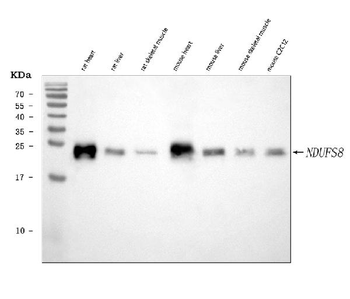 Anti-NDUFS8 Antibody