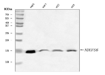Anti-NDUFS6 Antibody