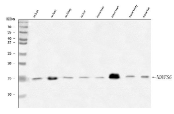Anti-NDUFS6 Antibody