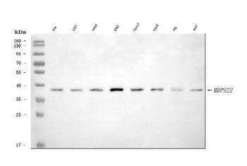 MRPS22 Antibody