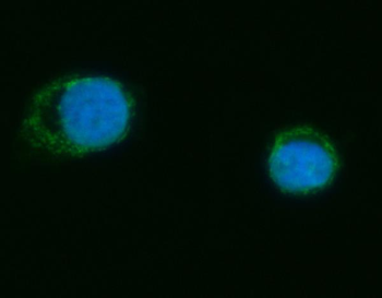 Anti-MRPS18B Antibody