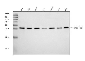 Anti-MRPS18B Antibody