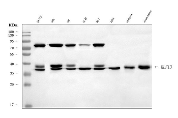 Anti-KLF13 Antibody