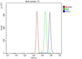 Anti-Eg5/KIF11 Antibody