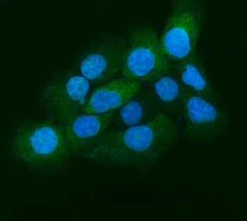 Anti-Eg5/KIF11 Antibody