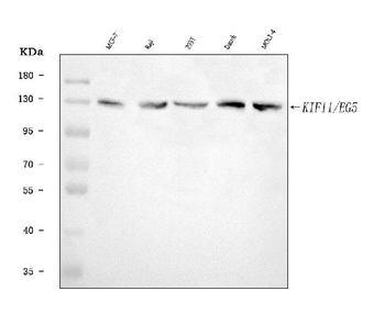 Anti-Eg5/KIF11 Antibody