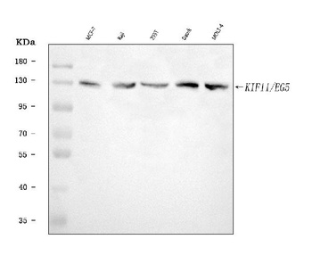 Eg5/KIF11 Antibody