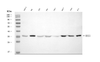 Anti-HAX1 Antibody