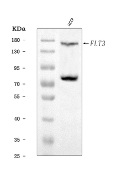 Anti-CD135/FLT3 Antibody