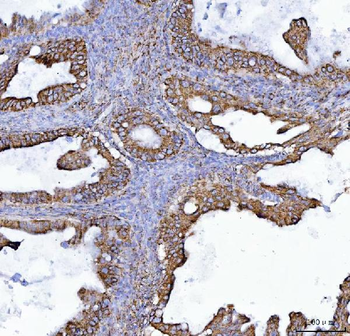 Anti-COX5B Antibody