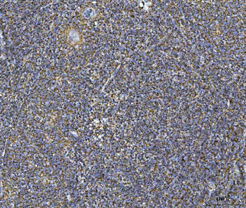 Anti-COX5B Antibody