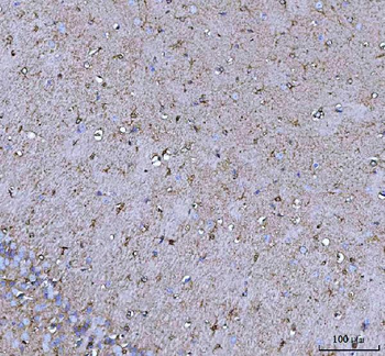Anti-COX5B Antibody