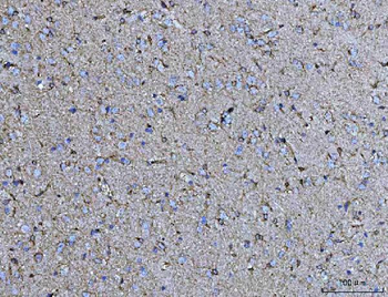 Anti-COX5B Antibody