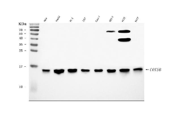 Anti-COX5B Antibody