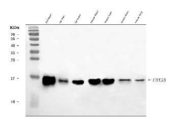 Anti-COX5B Antibody