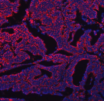 Anti-COX5B Antibody