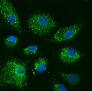 Anti-COX5B Antibody