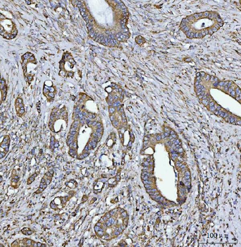 Anti-COX5B Antibody