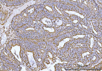 Anti-COX5B Antibody