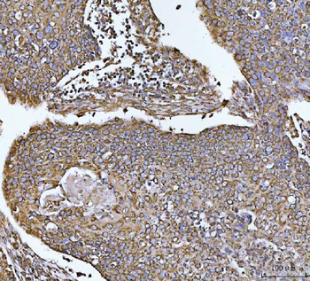 Anti-COX5B Antibody