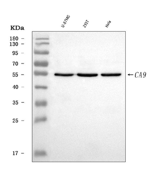 Anti-Carbonic Anhydrase 9/CA9 Antibody