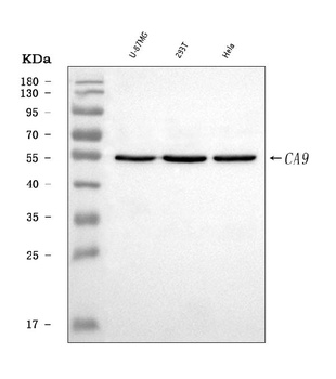 Carbonic Anhydrase 9/CA9 Antibody