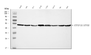 Anti-ATP5F1B Antibody