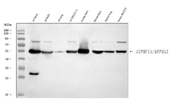 Anti-ATP5F1A Antibody