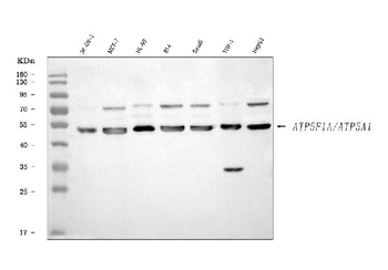 Anti-ATP5F1A Antibody
