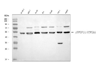 ATP5F1A Antibody