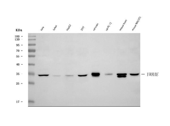 Anti-YWHAE Antibody