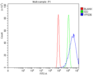 VPS36 Antibody