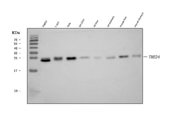 TMED4 Antibody