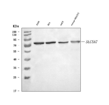 Anti-SLC5A7 Antibody