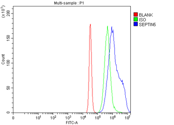 SEPT5/SEPTIN5 Antibody