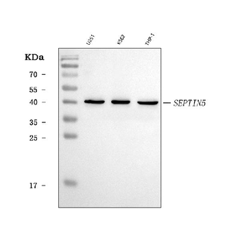 Anti-SEPT5/SEPTIN5 Antibody