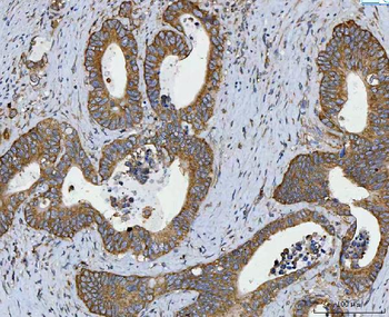 Anti-RPL32 Antibody