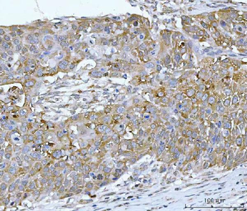 Anti-RPL32 Antibody