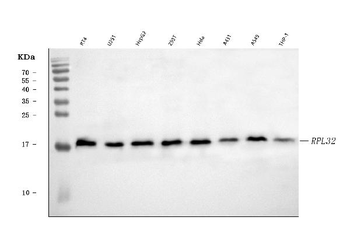Anti-RPL32 Antibody