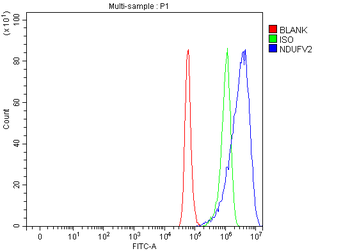 Anti-NDUFV2 Antibody