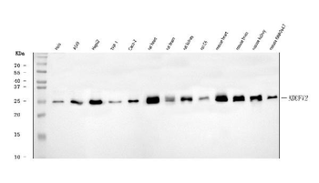 Anti-NDUFV2 Antibody
