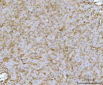 Anti-MTHFD1 Antibody