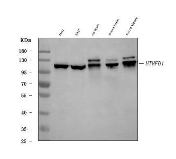 MTHFD1 Antibody