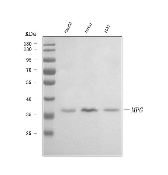 AAG/MPG Antibody