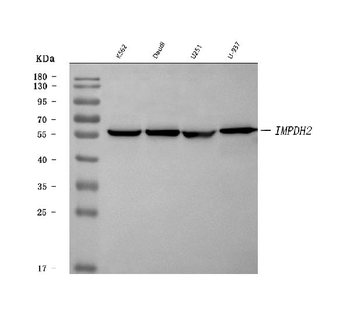Anti-IMPDH2 Antibody